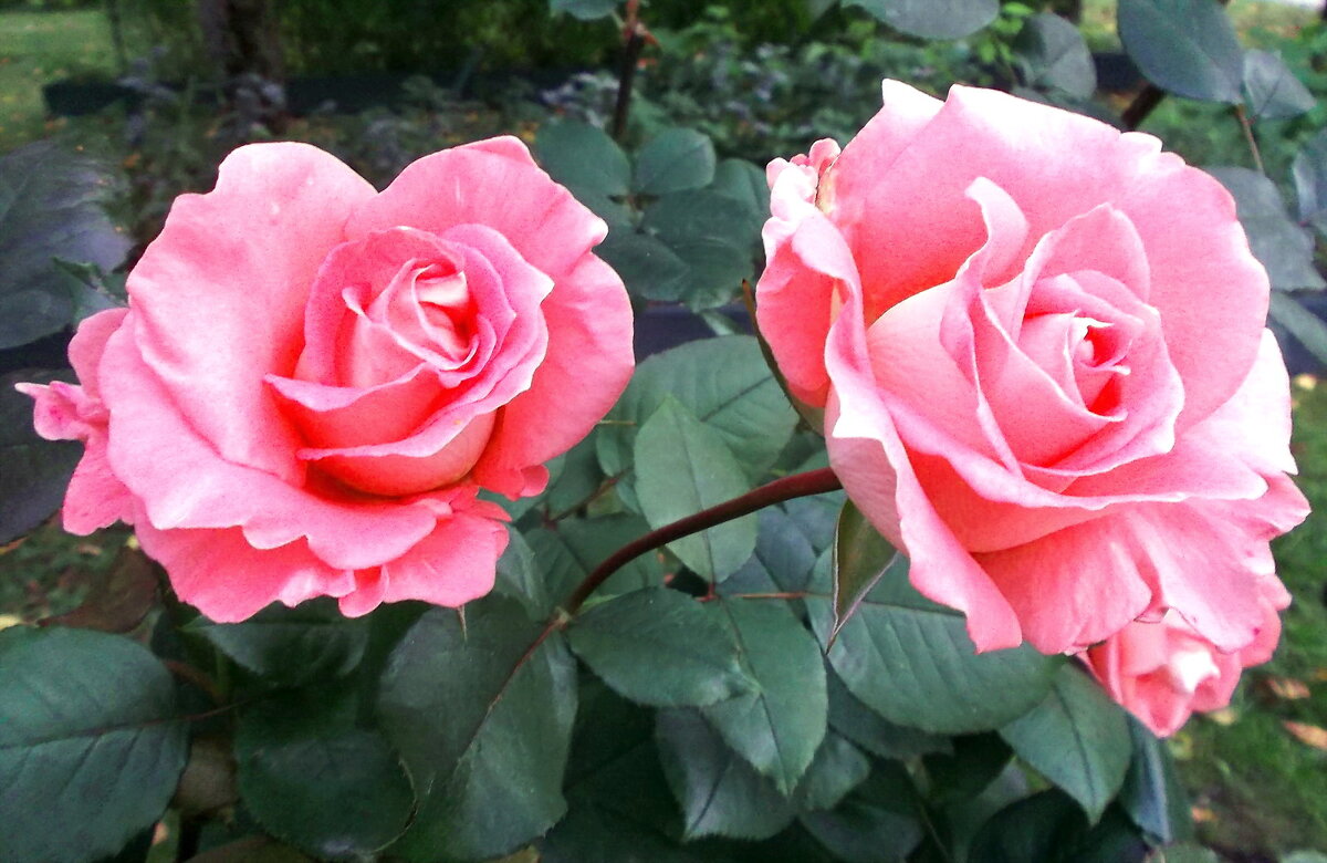 Две очаровательные розы. - VasiLina *