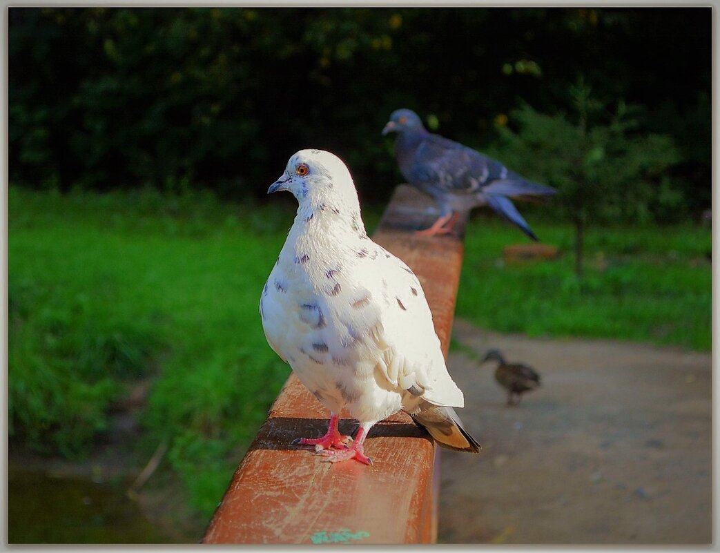 Белая голубка - Ольга (crim41evp)
