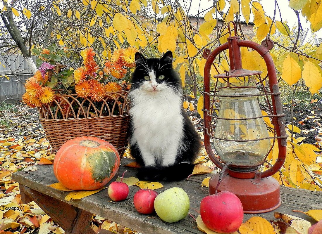 А осень как кошка... Красива, уверенна, грациозна и обворожительно прекрасна... - TAMARA КАДАНОВА