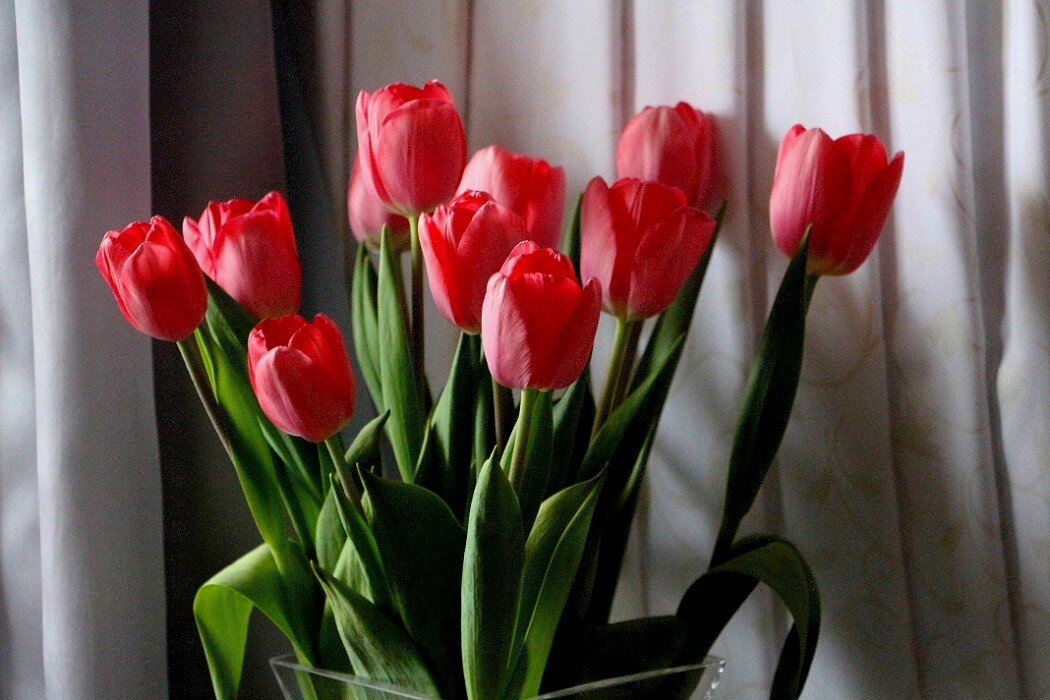 Тюльпаны февраля - Надежд@ Шавенкова