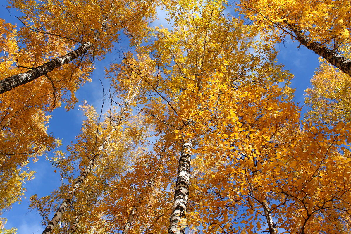 Осень нарядная барышня - tamara kremleva