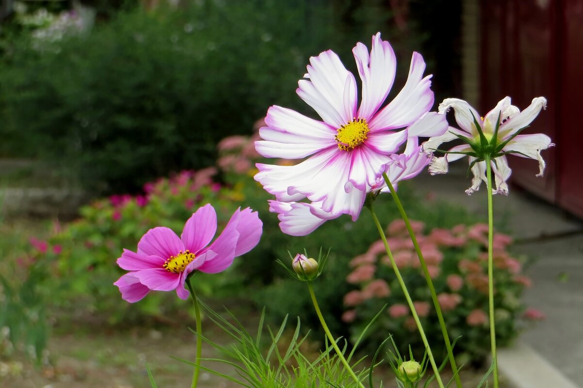 Космейки – цветы из детства моего - Татьяна Смоляниченко