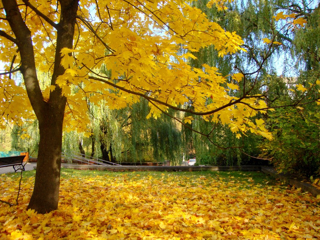 очарование листопада в городке... - Галина Флора