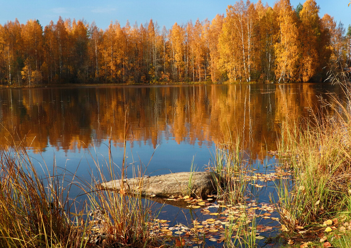 Осень в Карелии - Анжела Пасечник