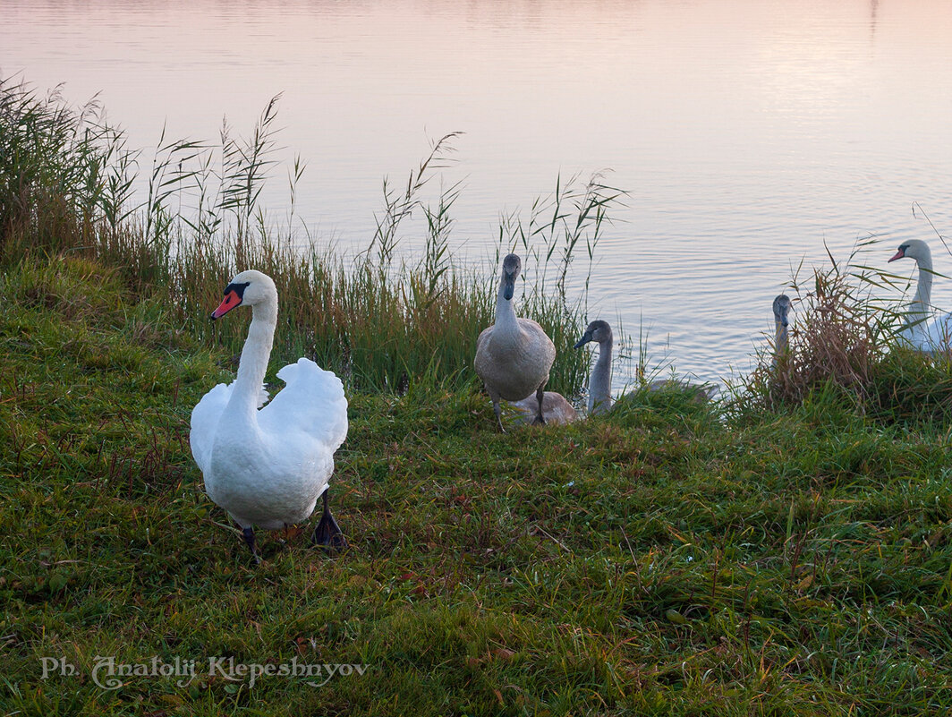 Как только я с фотокамерой пришёл на озеро, лебеди сразу поспешили ко мне. - Анатолий Клепешнёв