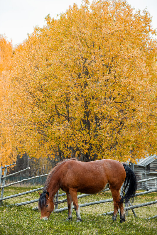 Лошадка на фоне осеннего дерева - Дмитрий Бачтуб