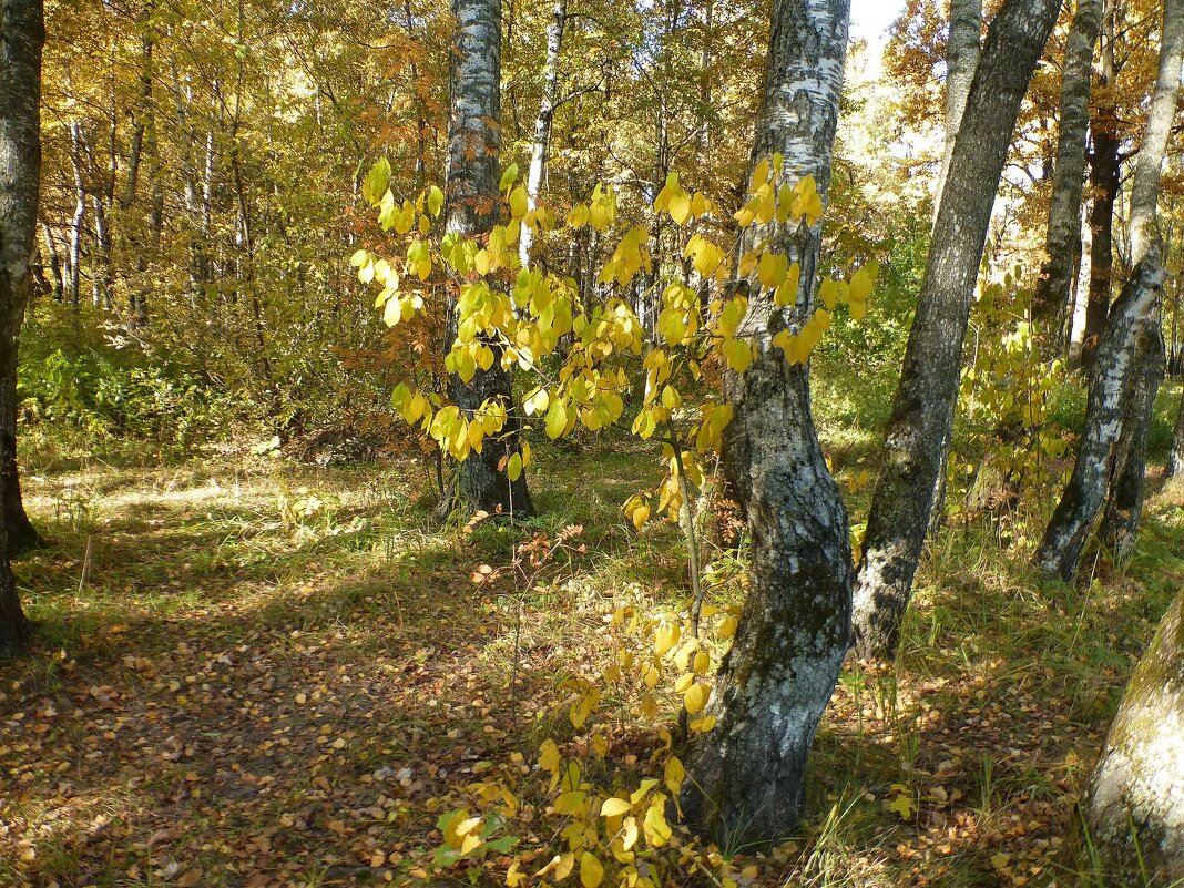 Осенний парк - Лидия Бусурина