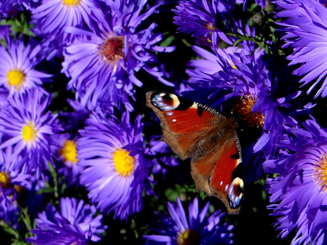 Бабочки любят цветы... - Антонина Гугаева