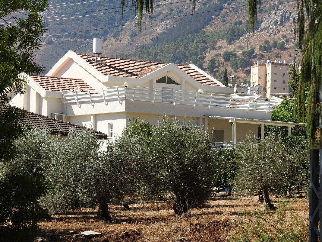 Оливковая роща у дома - Гала 
