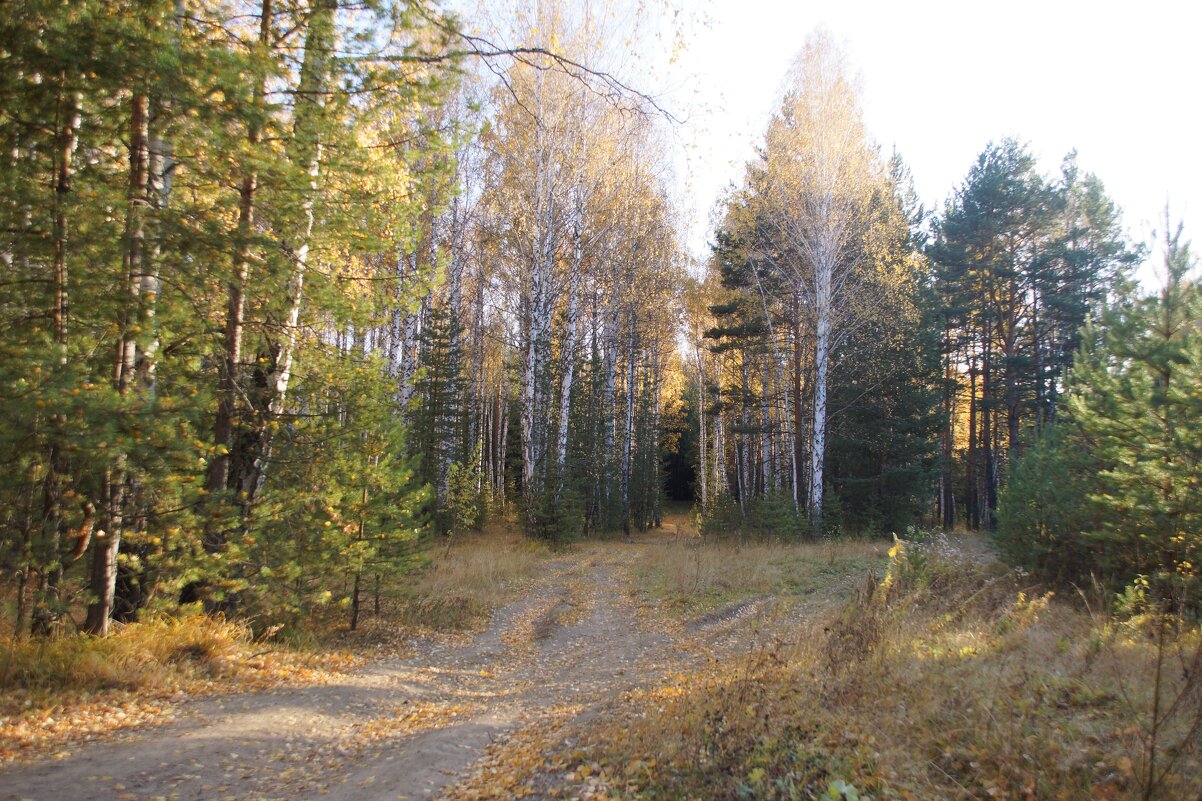 Осень, осень, лес остыл и листья сбросил - Наталья Т