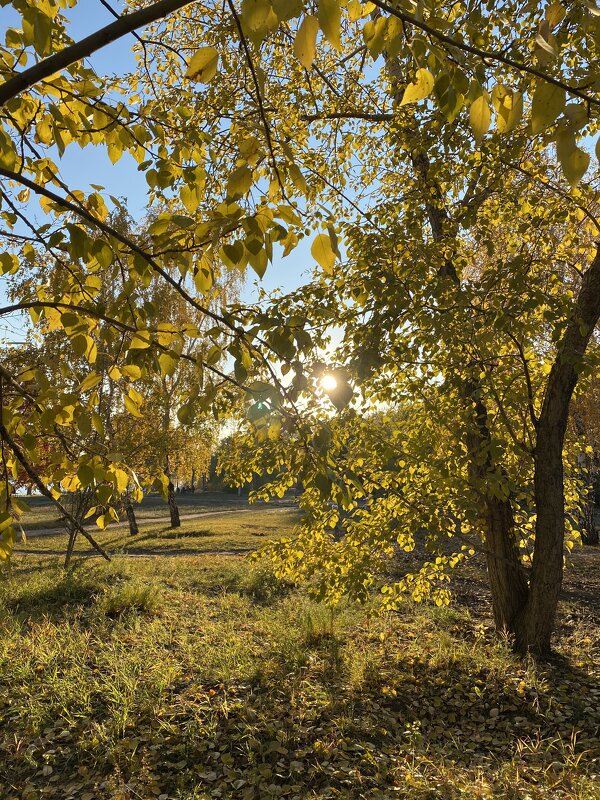 Осень в парке - Savayr 