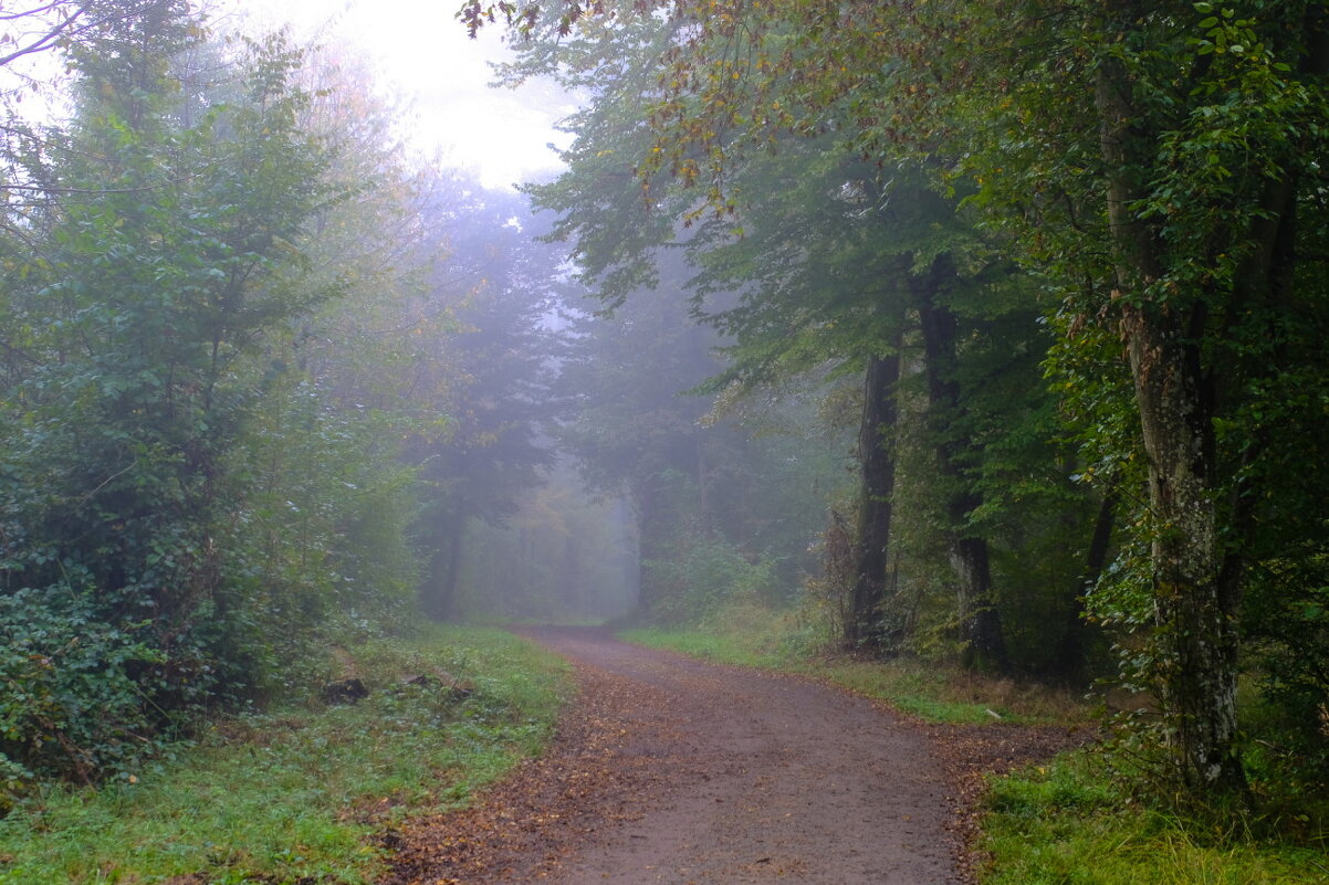 прогулка в туманном лесу - Георгий А
