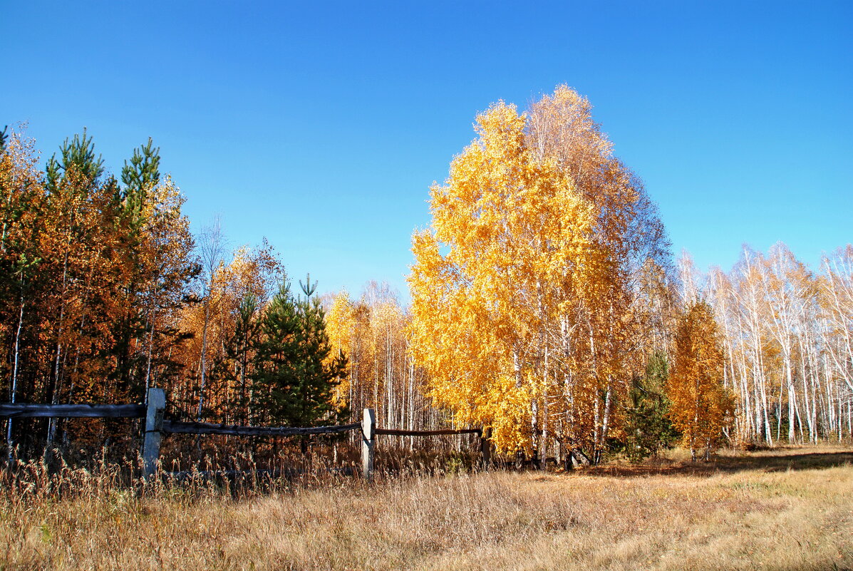 Осенний пейзаж - lyudmila Курлова