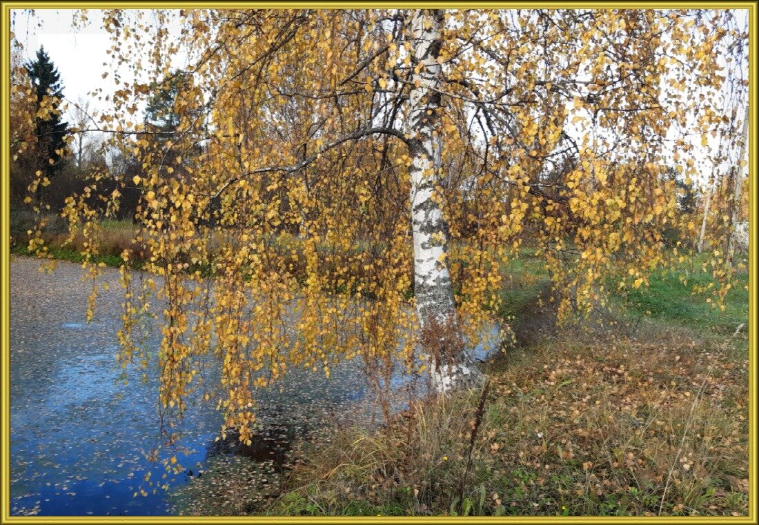 Листья падают с березы-скоро зимние морозы! - Нина Андронова