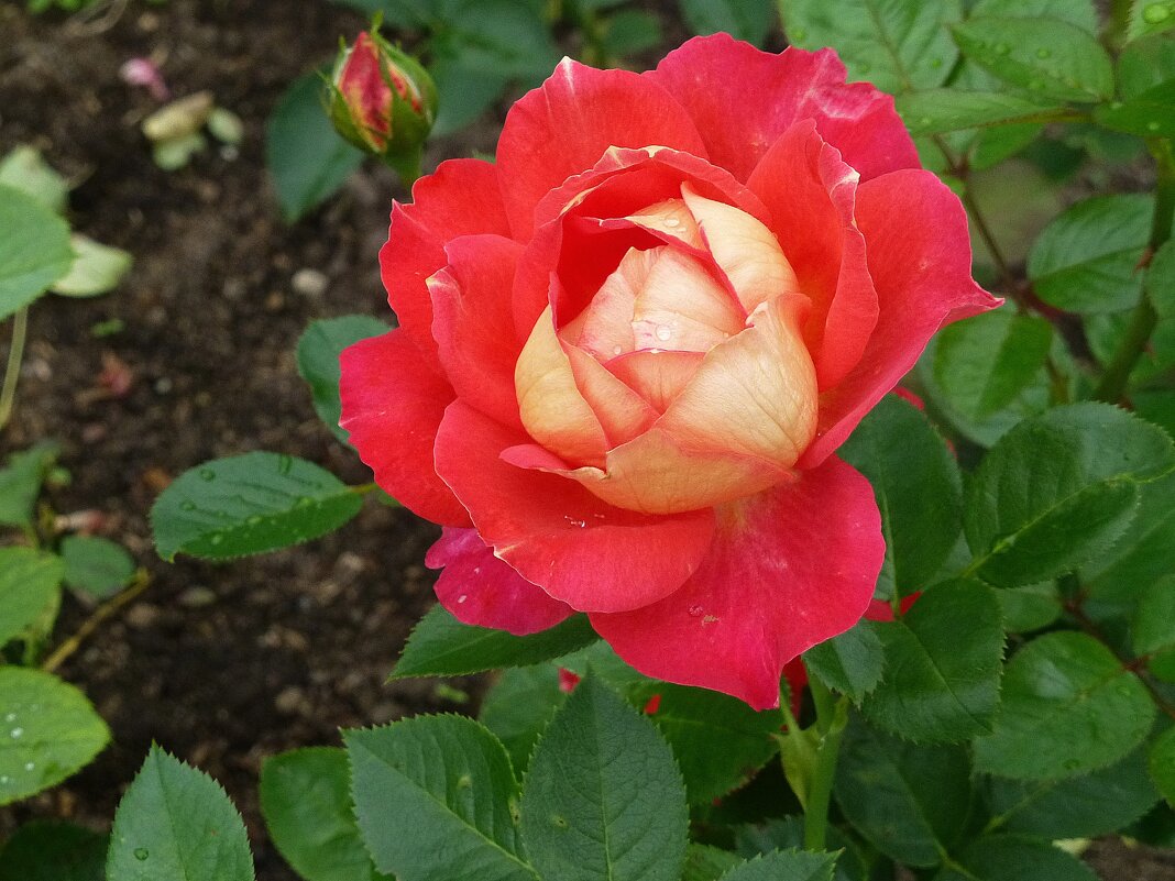Красная роза в саду расцвела - Лидия Бусурина