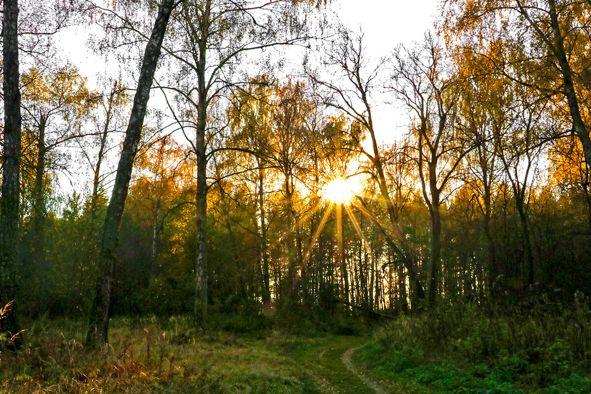 Предзакатный лес в октябре - Светлана 