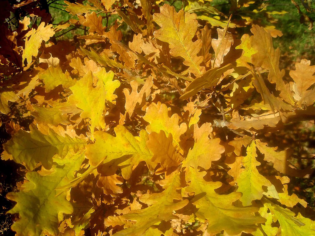 Осенние листья - Елена Семигина