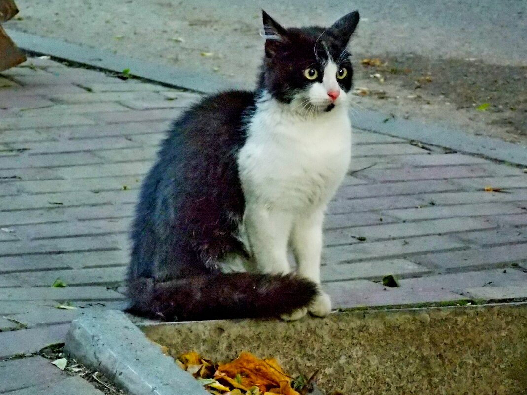 Уличная  кошка... - Евгений 