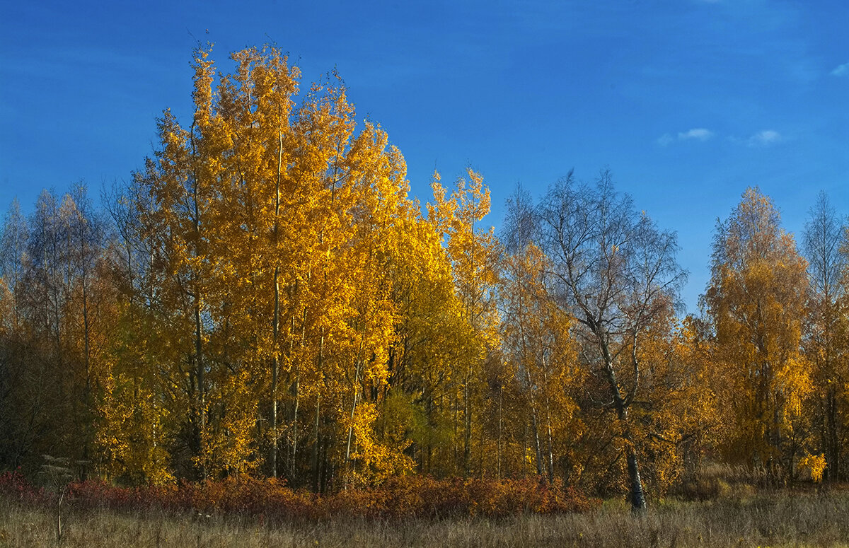 *** - Юрий Митенёв