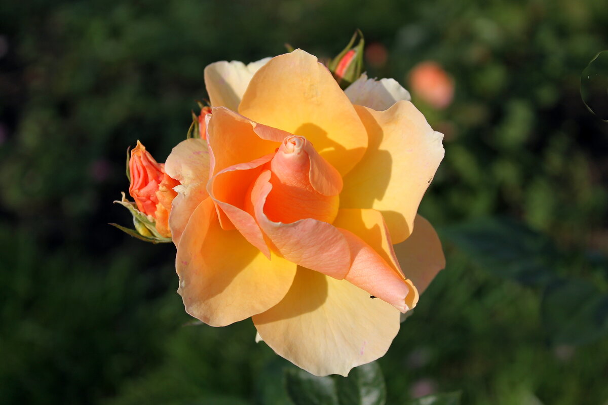 Роза цвета осени - tamara kremleva