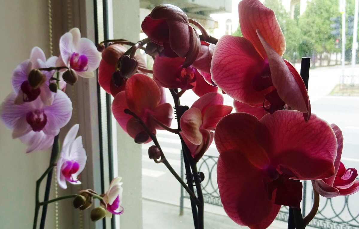 Орхидеи на окне - Татьяна Р 