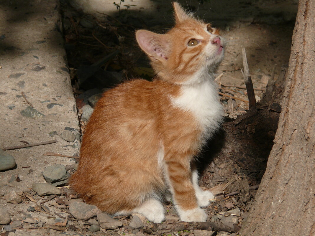 Любопытный котенок - Асылбек Айманов