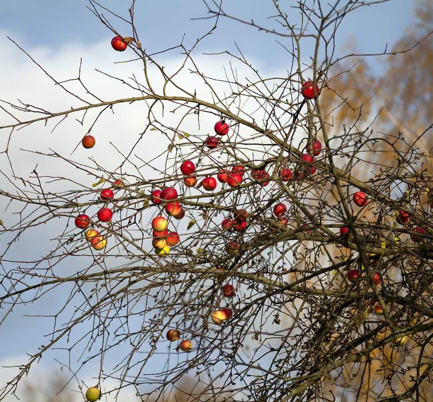 apples - Zinovi Seniak