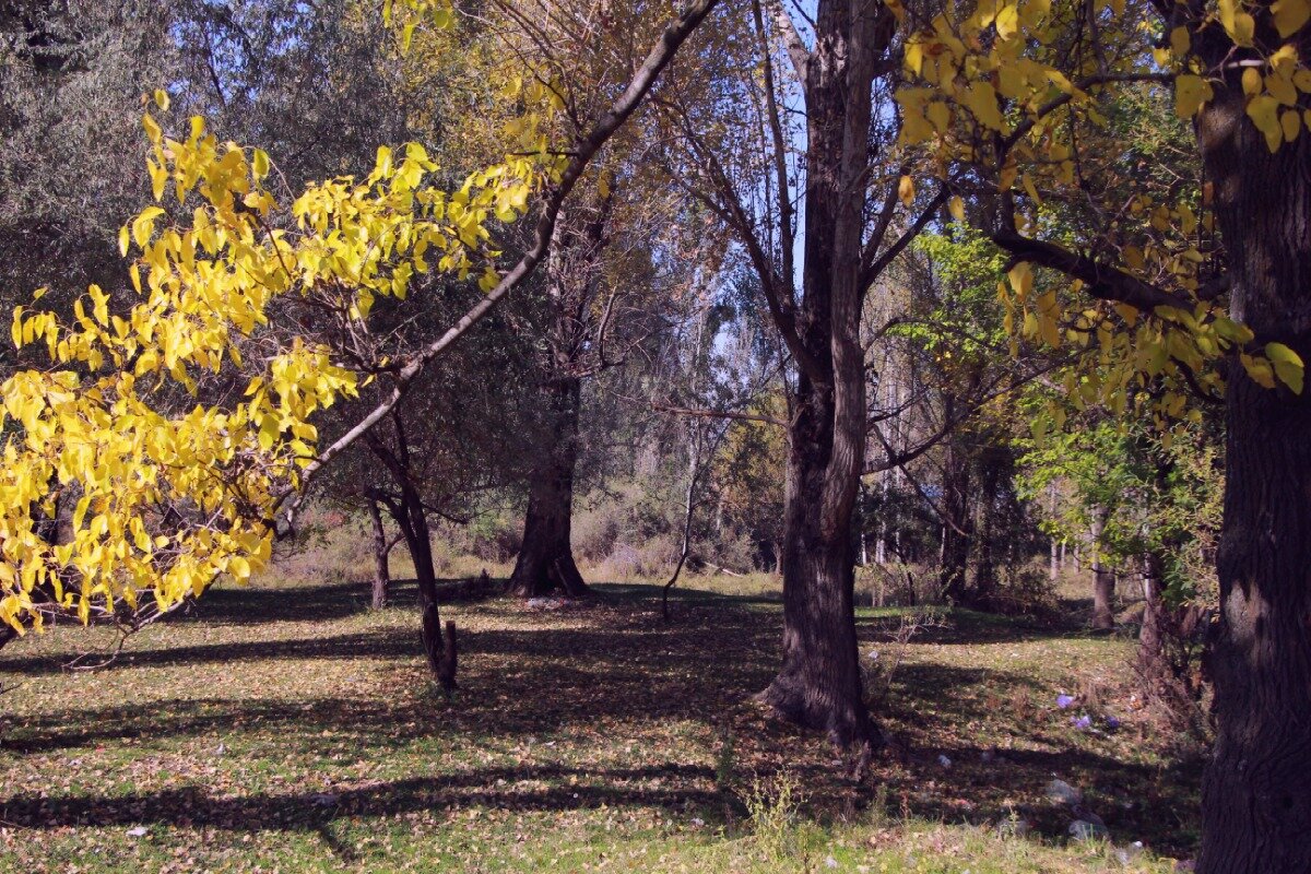 Утро  в лесу - Николай 