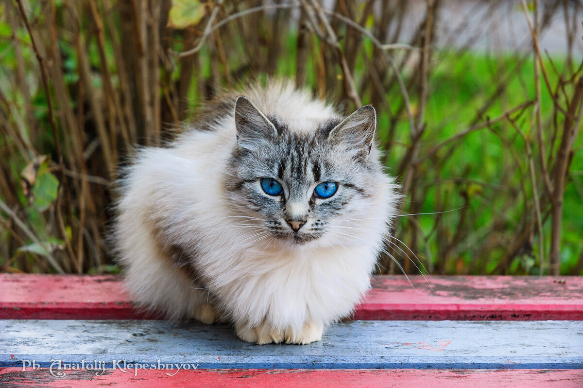 Синеглазый сиамский котик съёжился под холодным октябрьским ветром на скамеечке (Снято на Nikon d40) - Анатолий Клепешнёв