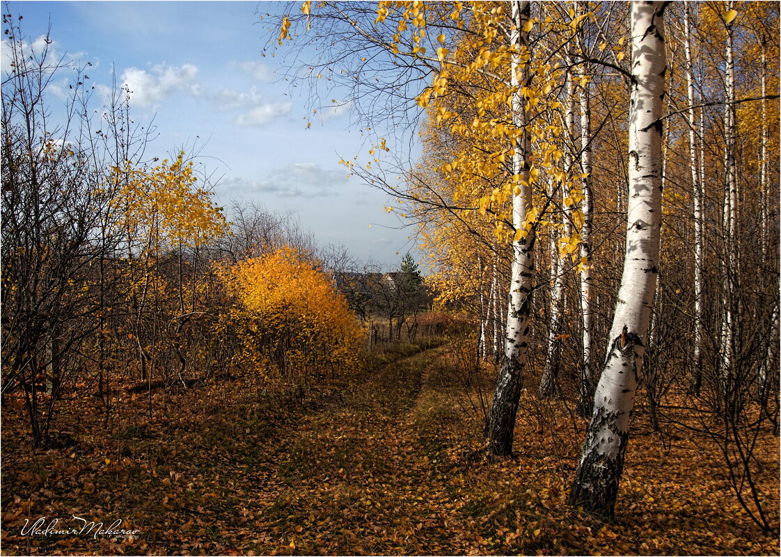 "Тихая осень. Листопад"© - Владимир Макаров