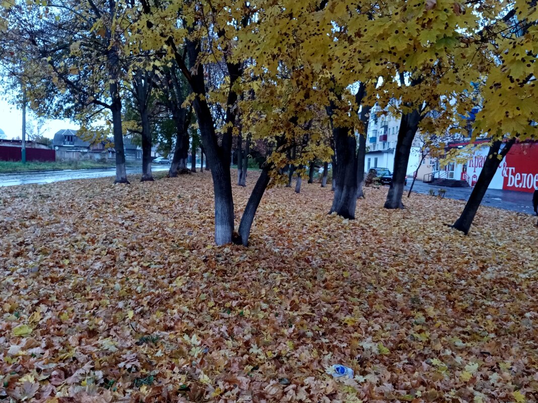 Осень. - Владимир Драгунский