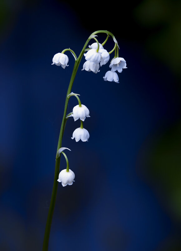 lily of the valley - Zinovi Seniak