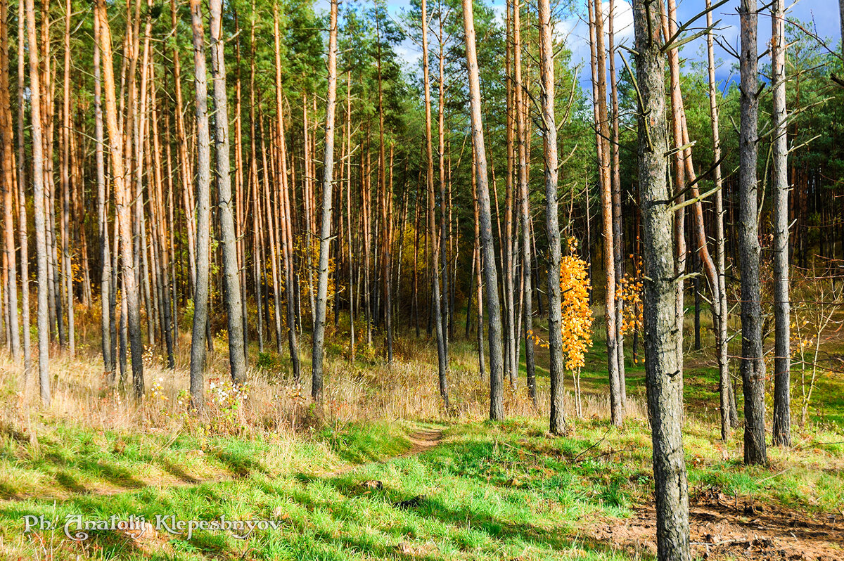 Сосновый лес осенью. (Снято на Nikon d40) - Анатолий Клепешнёв