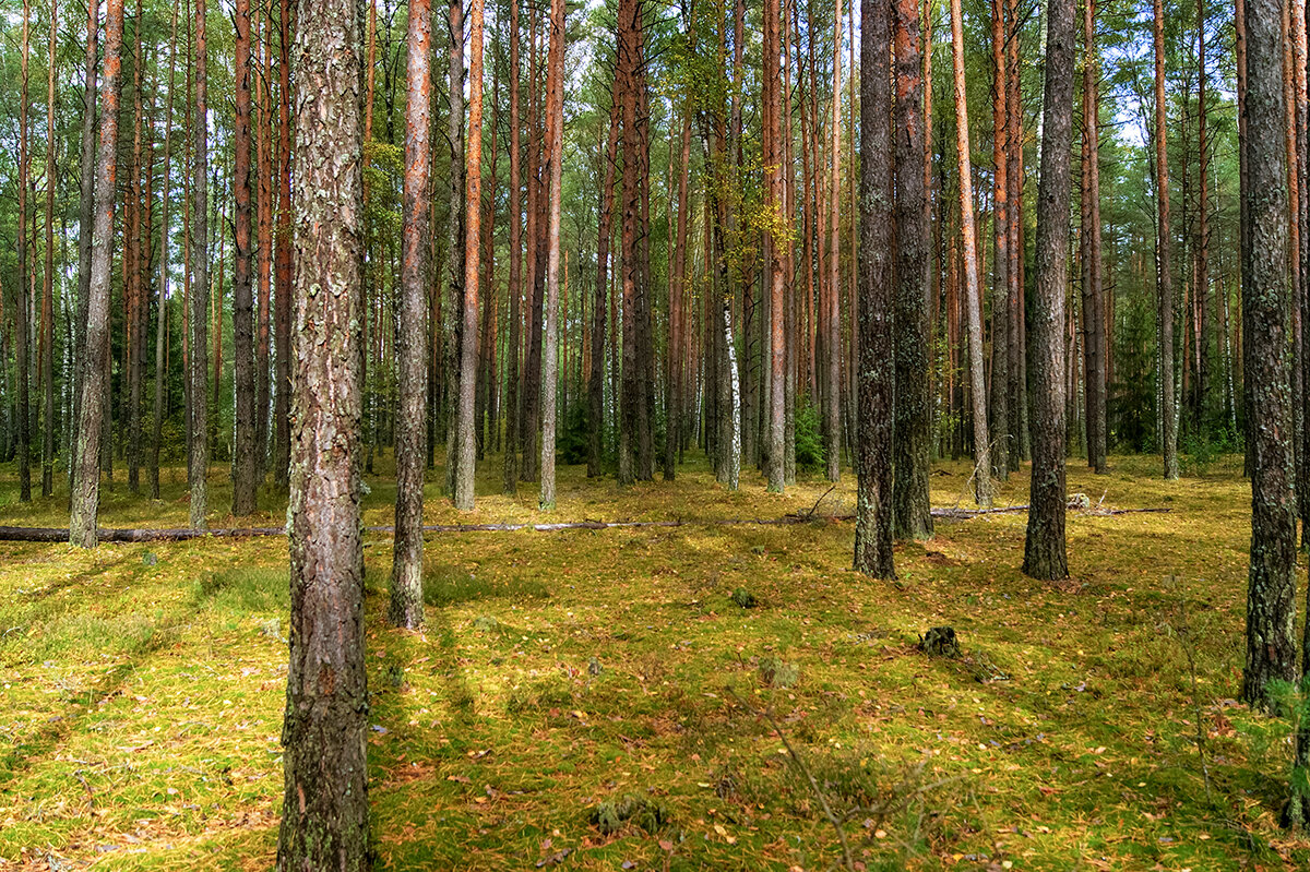 Осенний лес - Боксер .