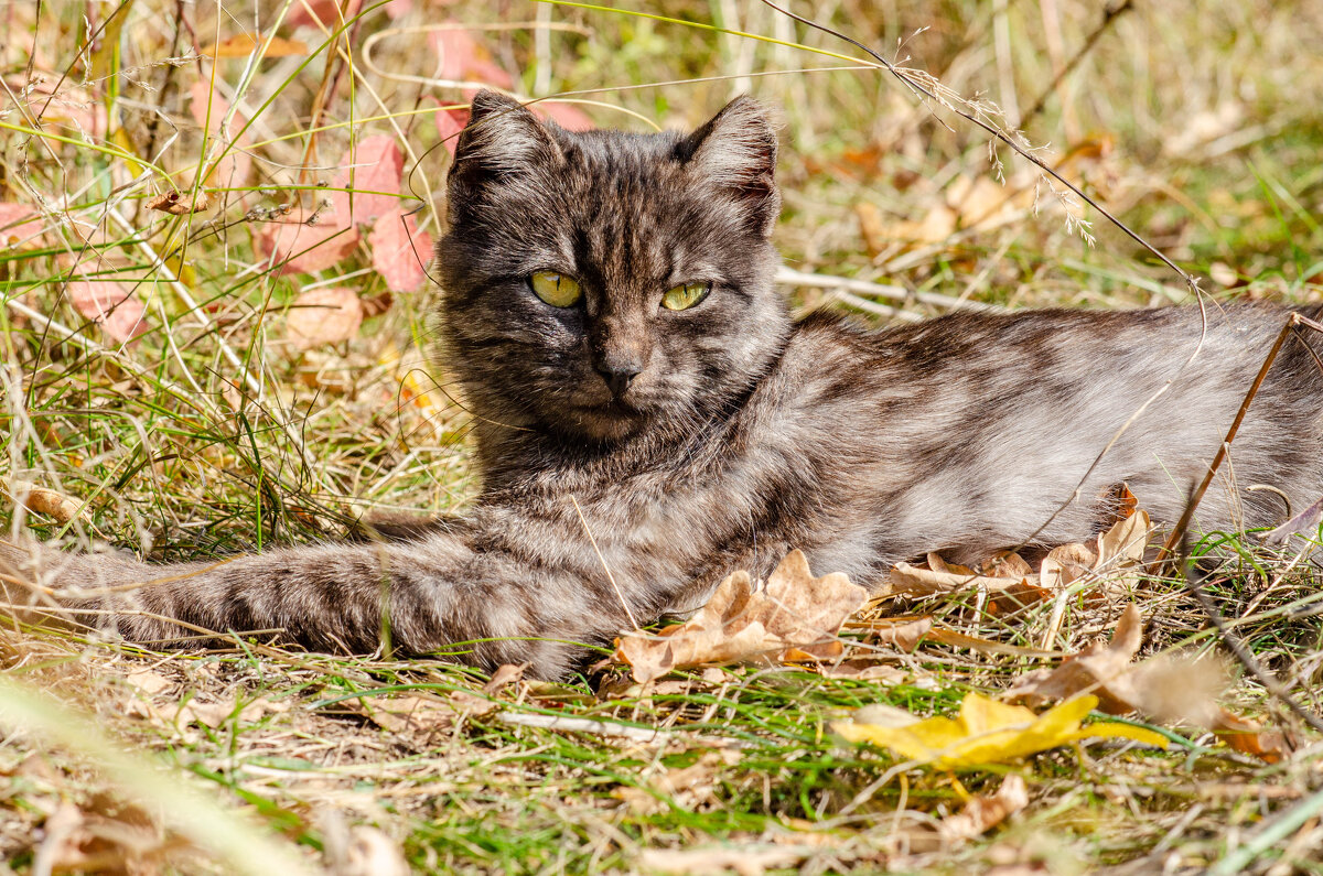 бездомный кот,нежется на осеннем солнышке - Александр Леонов