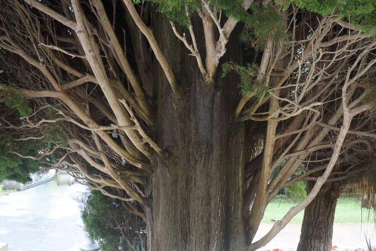 генеалогическое дерево - zavitok *