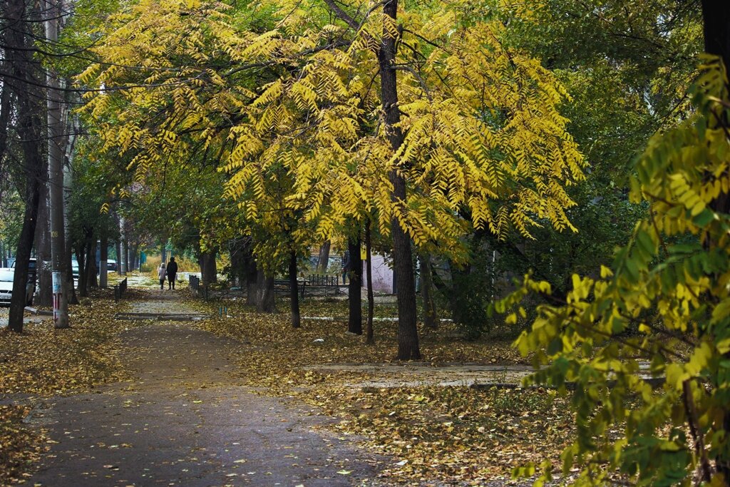 Осень на улицах города - barsuk lesnoi