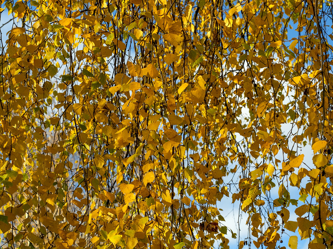 autumn foliage - Zinovi Seniak
