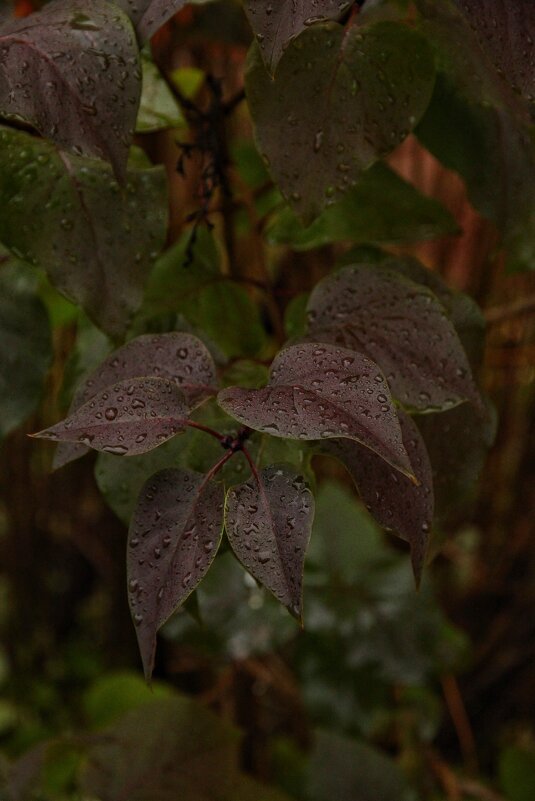 Листья под дождём - Елена 