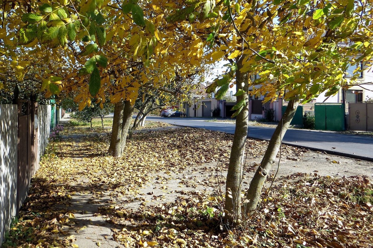 Если пошуршать листвой, можно найти с десяток орешков под деревьями ореха - Татьяна Смоляниченко