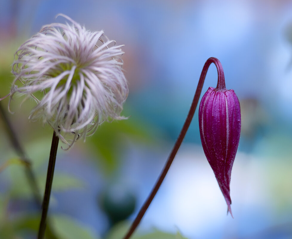 clematis - Zinovi Seniak