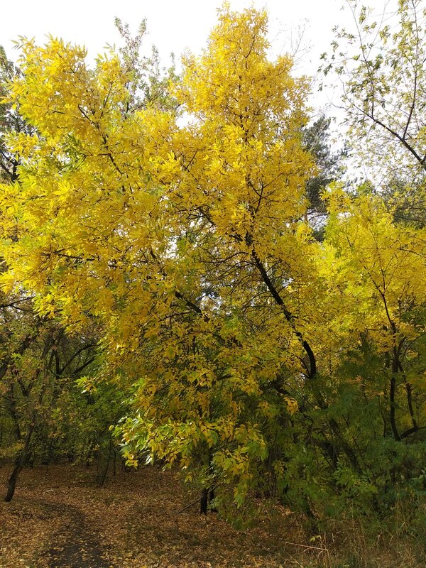 yellow tree - galina kremlyowa