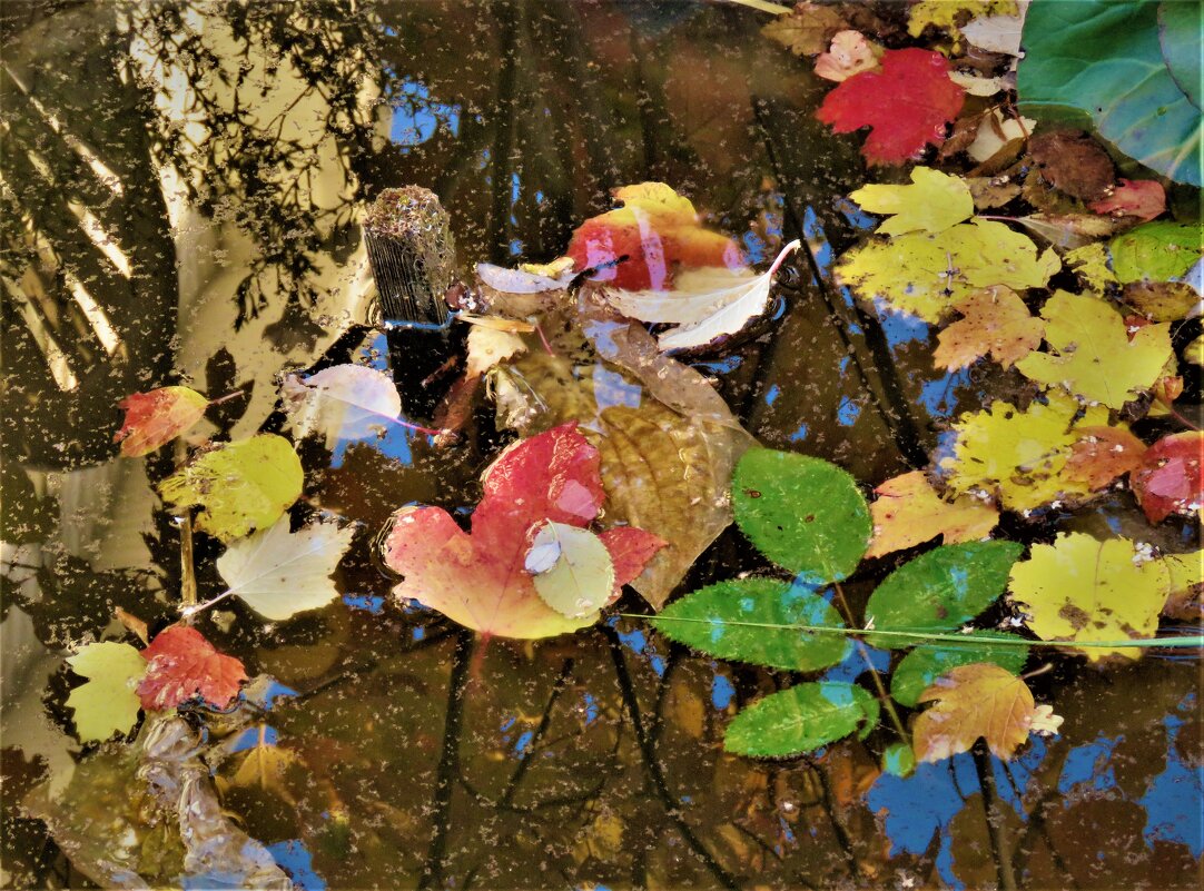 листья на воде - НАТАЛЬЯ 