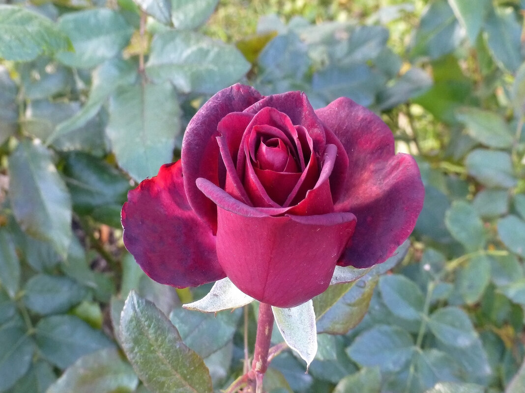 Роза чайно-гибридная в конце октября - Наиля 