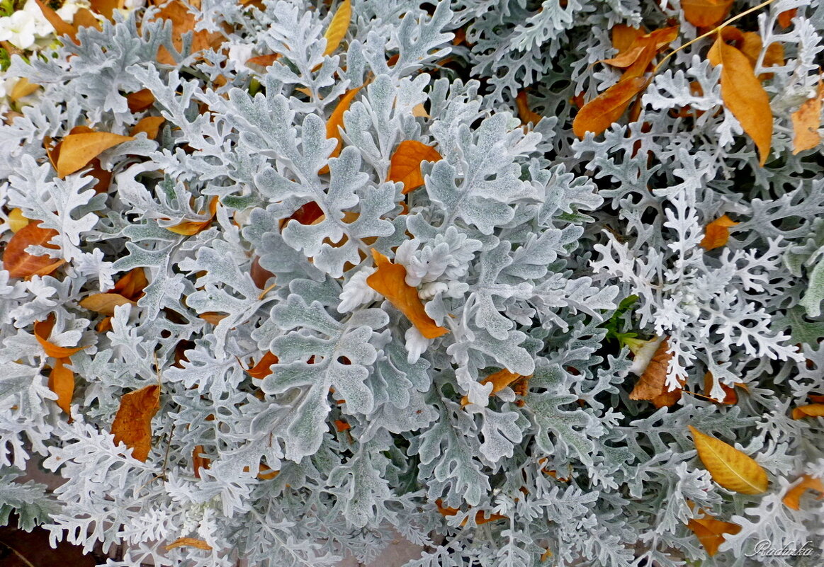 Листья осенние клумбу украсили - Raduzka (Надежда Веркина)