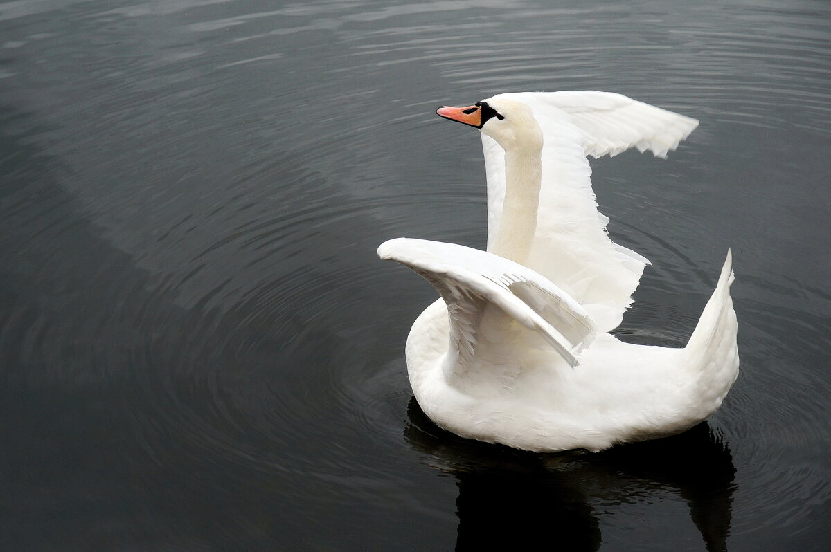 Белый лебедь на пруду... - Алина 