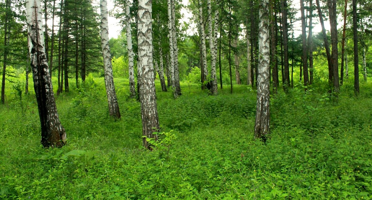 *** - Горкун Ольга Николаевна 