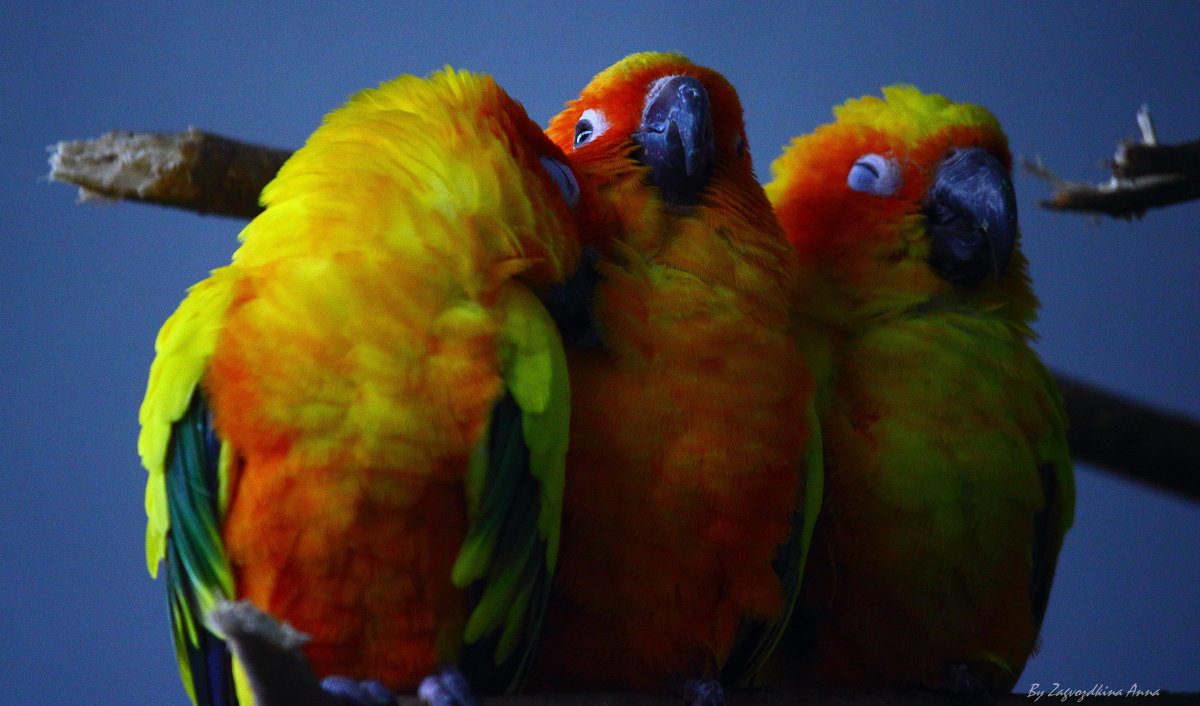 Влюблённые попугаи - Анна 