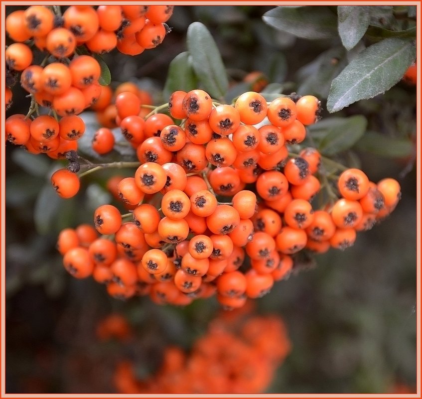 06.10.13 Пираканта алая (Pyracantha coccinea) - Борис Ржевский