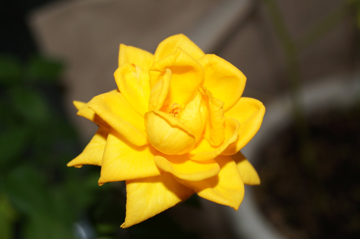 Желтая роза - Елена Рязанова